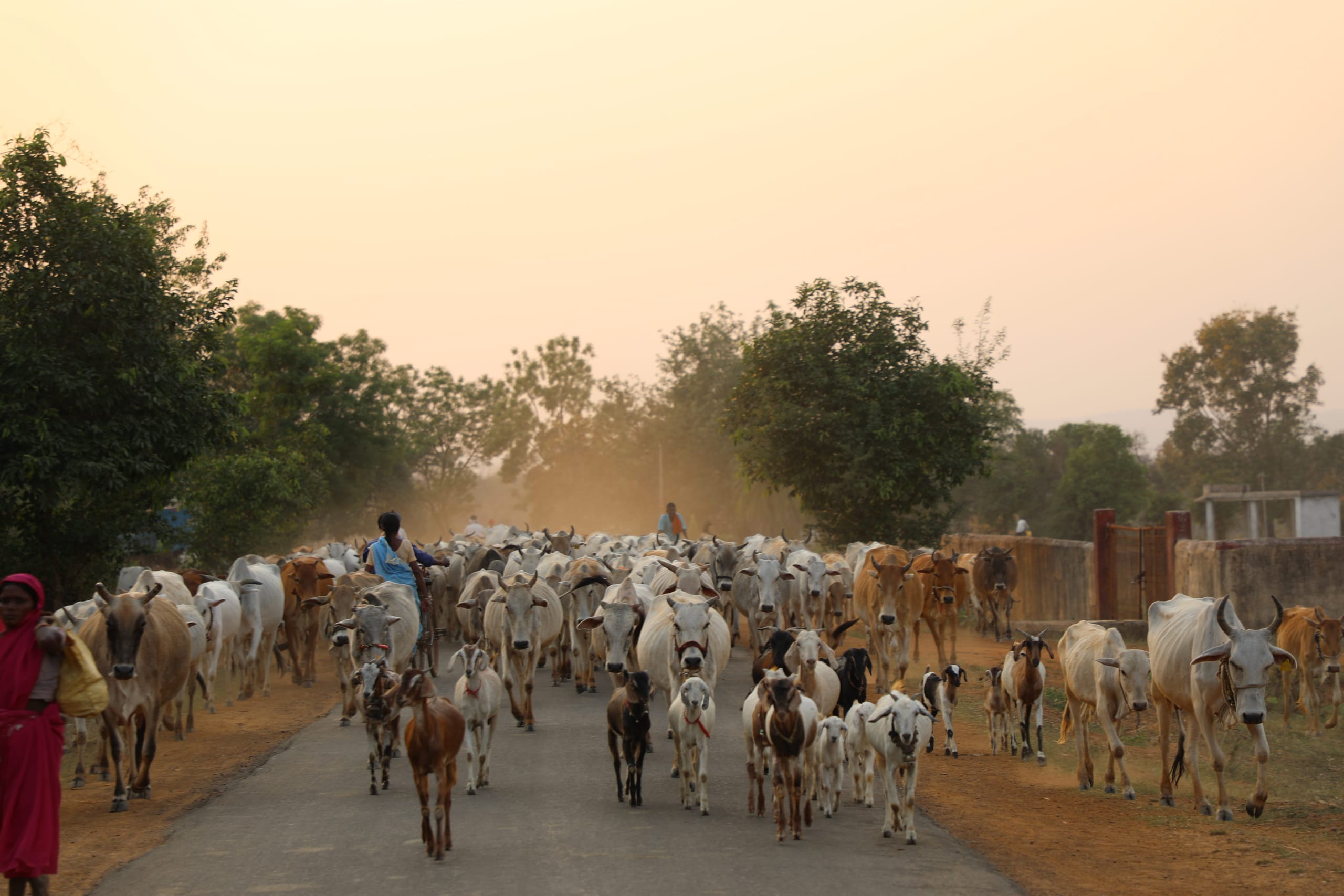 A herd of cattle moves along a village road at dusk
